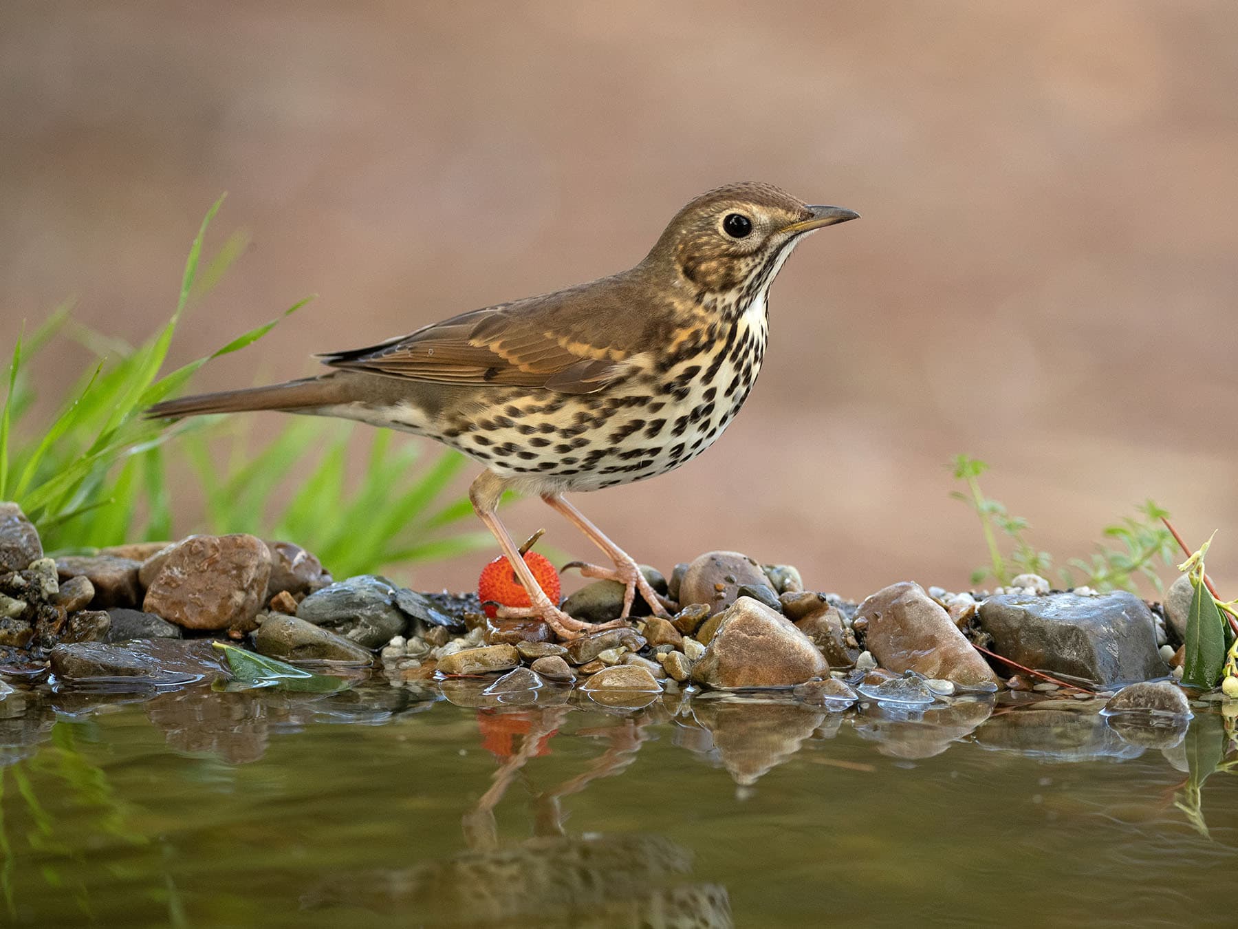 Song Thrush having a drink of water
