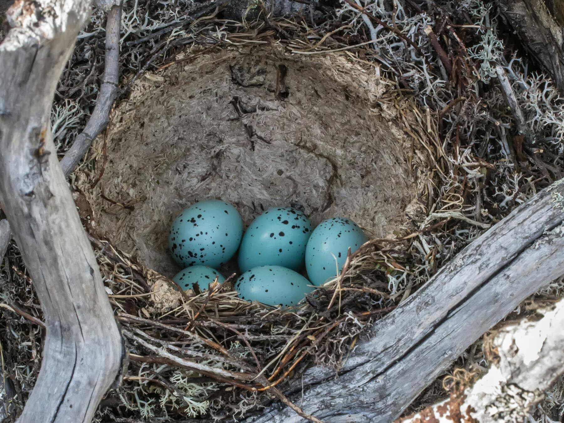 Bright blue Song Thrush eggs with sharp black spots in a mud-lined nest