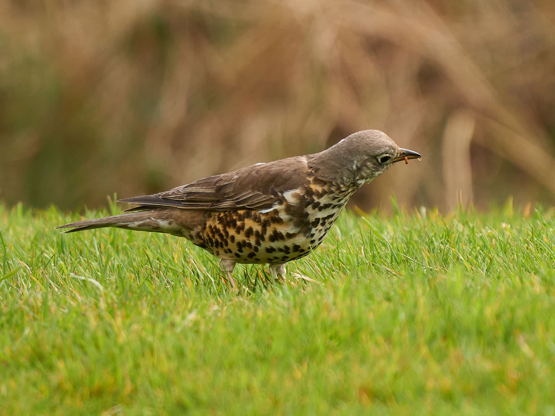 Song Thrush hunting earthworms on the grass
