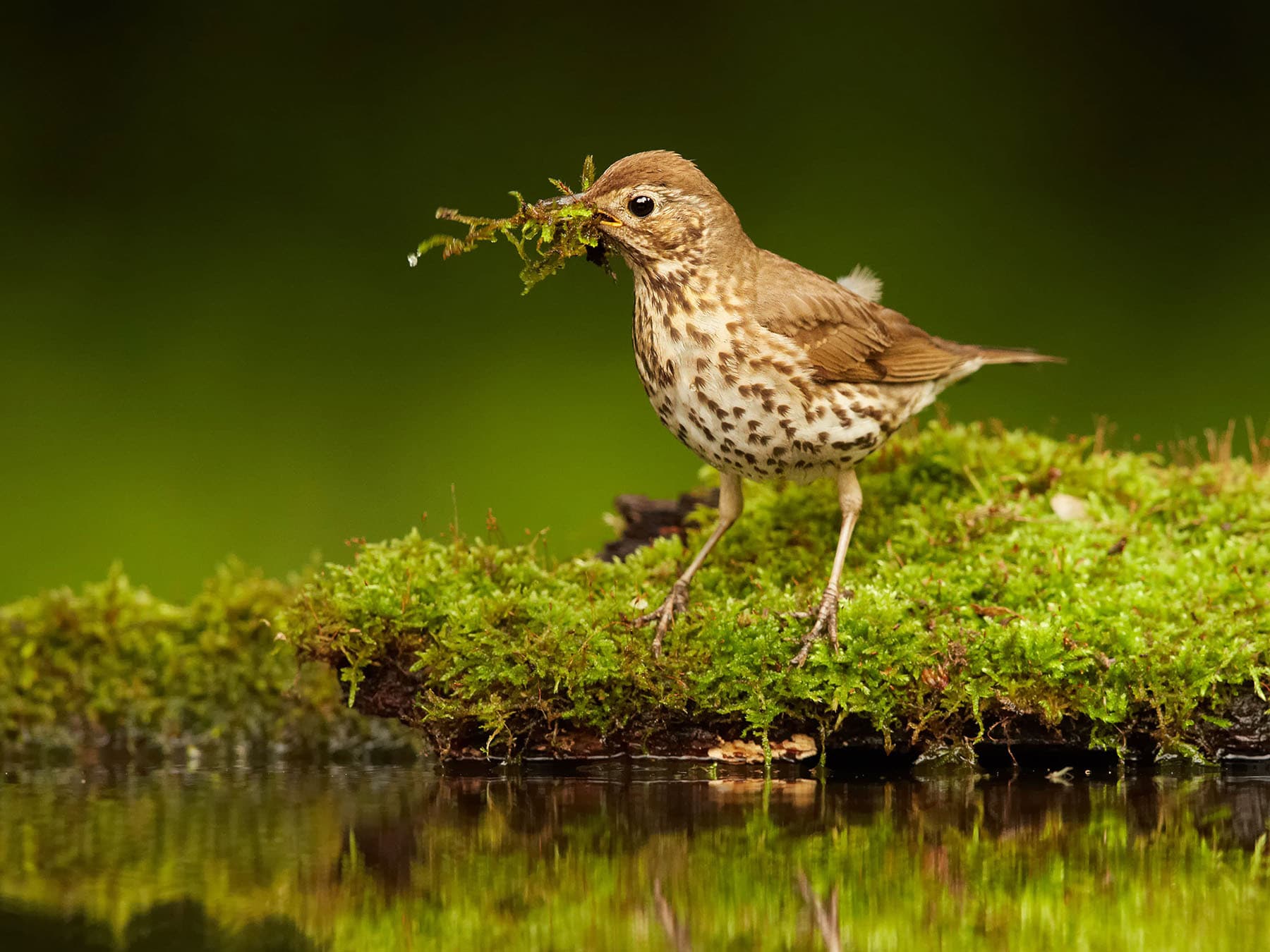 Song Thrush gathering nesting materials (moss)