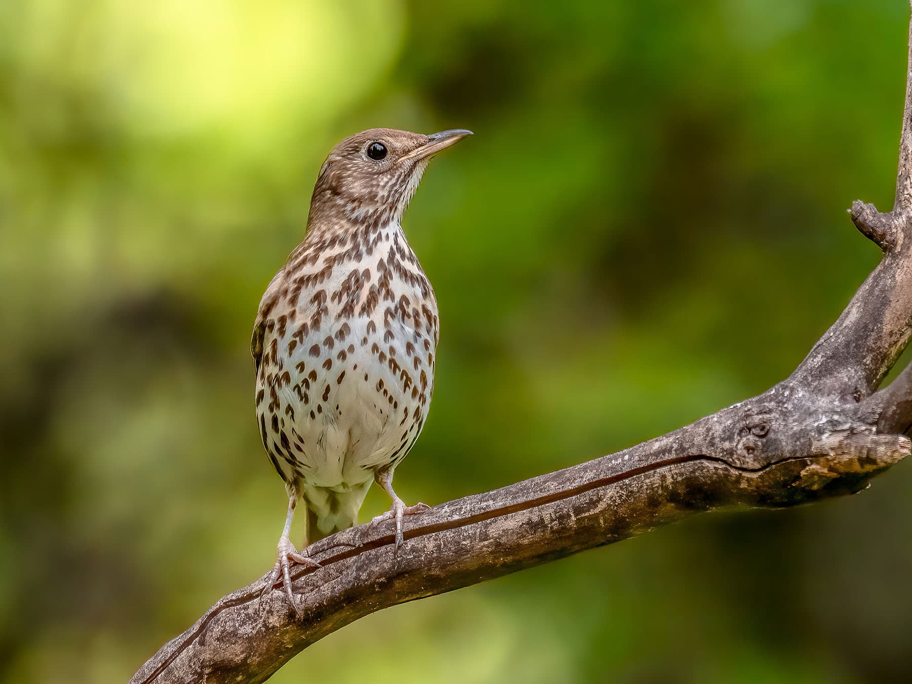 Song Thrushes are commonly spotted in woodlands, gardens and parks