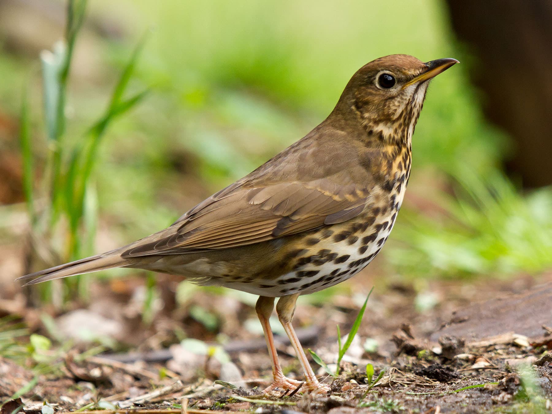 Song Thrushes are slightly smaller than Blackbirds