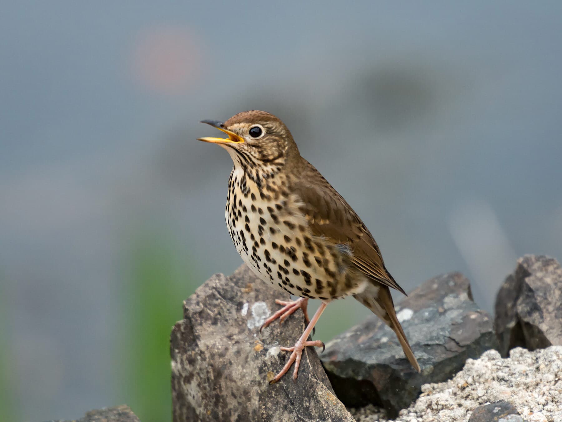 Song thrush singing