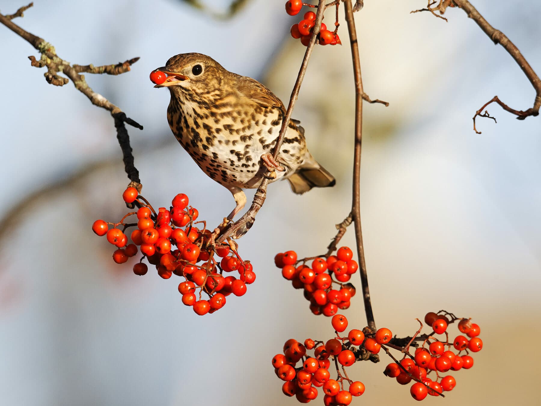 A Song Thrush in a rowan with a red berry in its bill