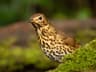 Song Thrush