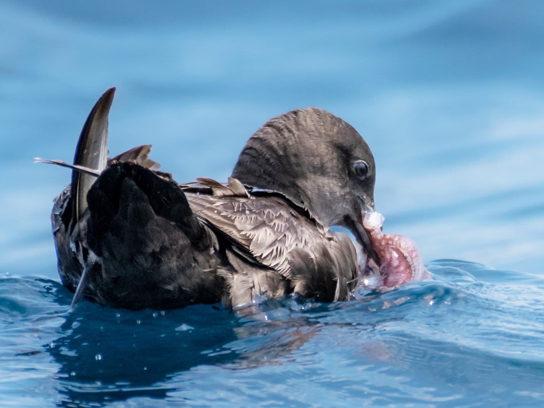 Sooty Shearwater feeding on an octopus