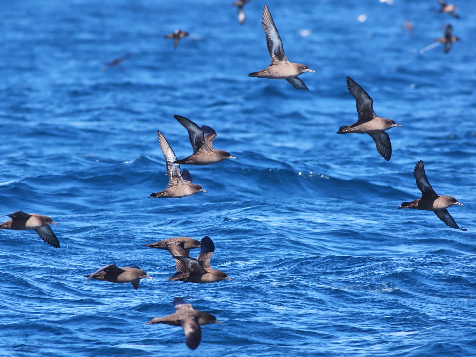 Flock of Sooty Shearwaters in-flight over the sea