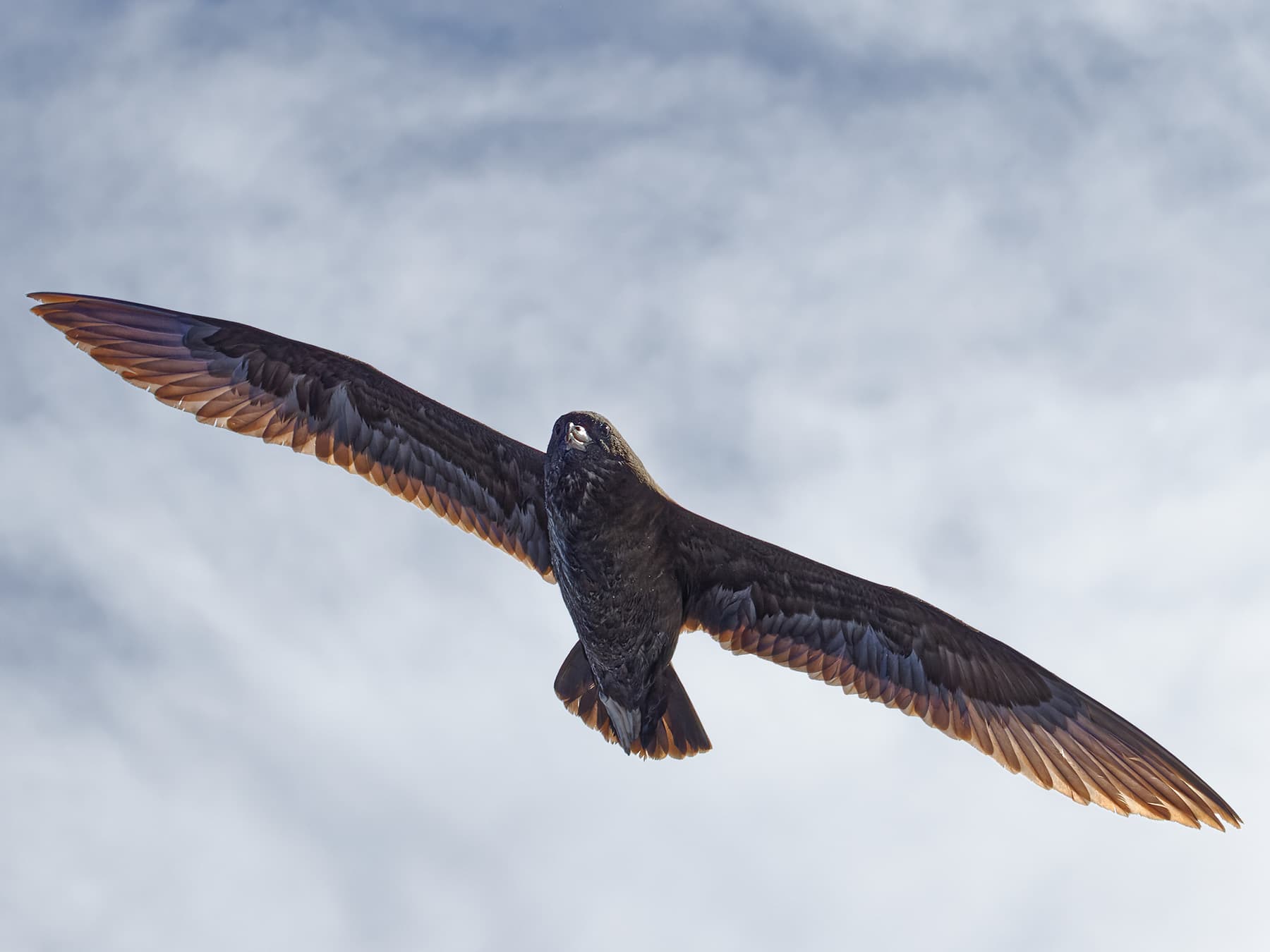 Sooty Shearwater hunting in-flight over the sea