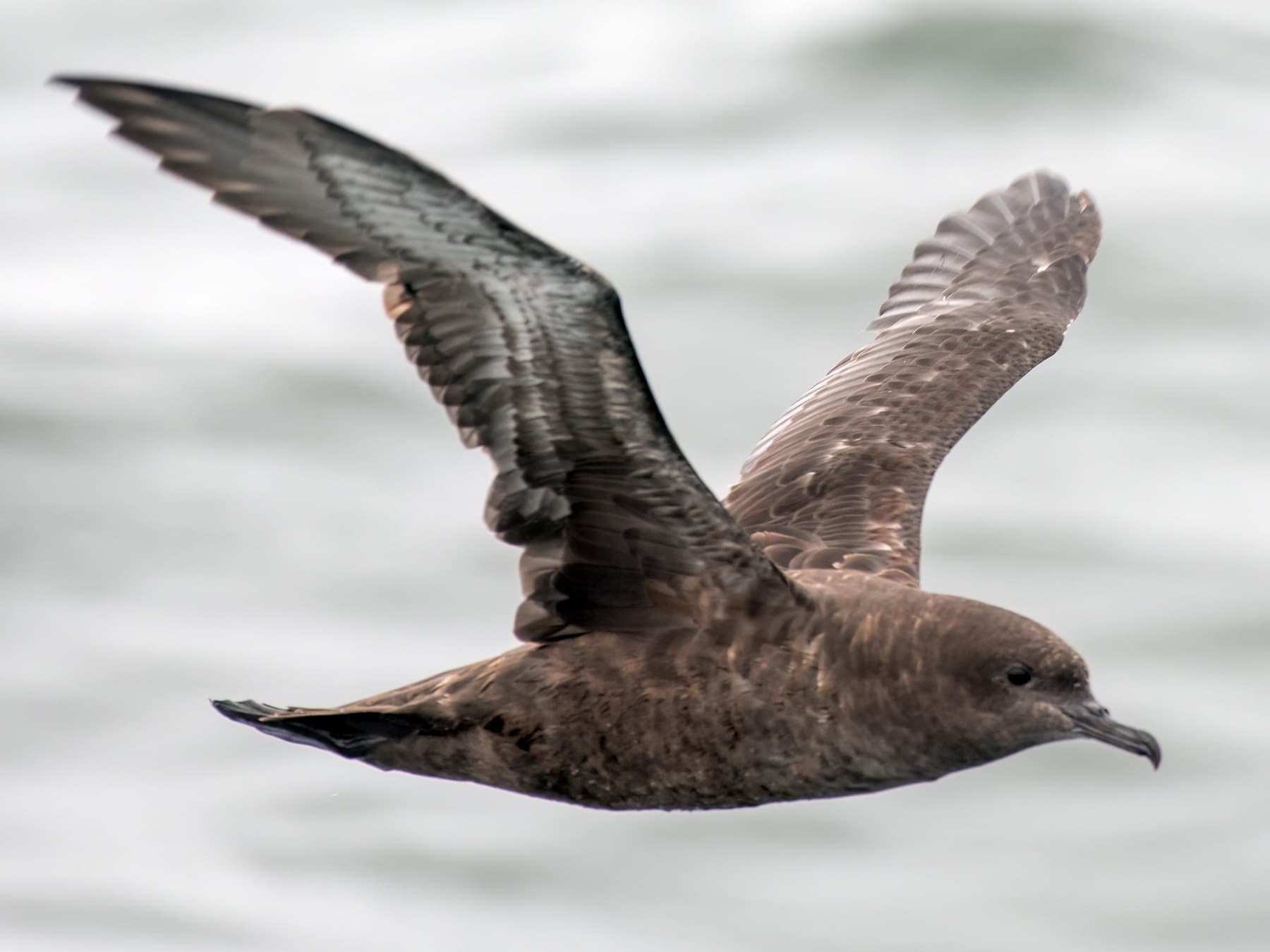 Sooty Shearwater in-flight over the coast