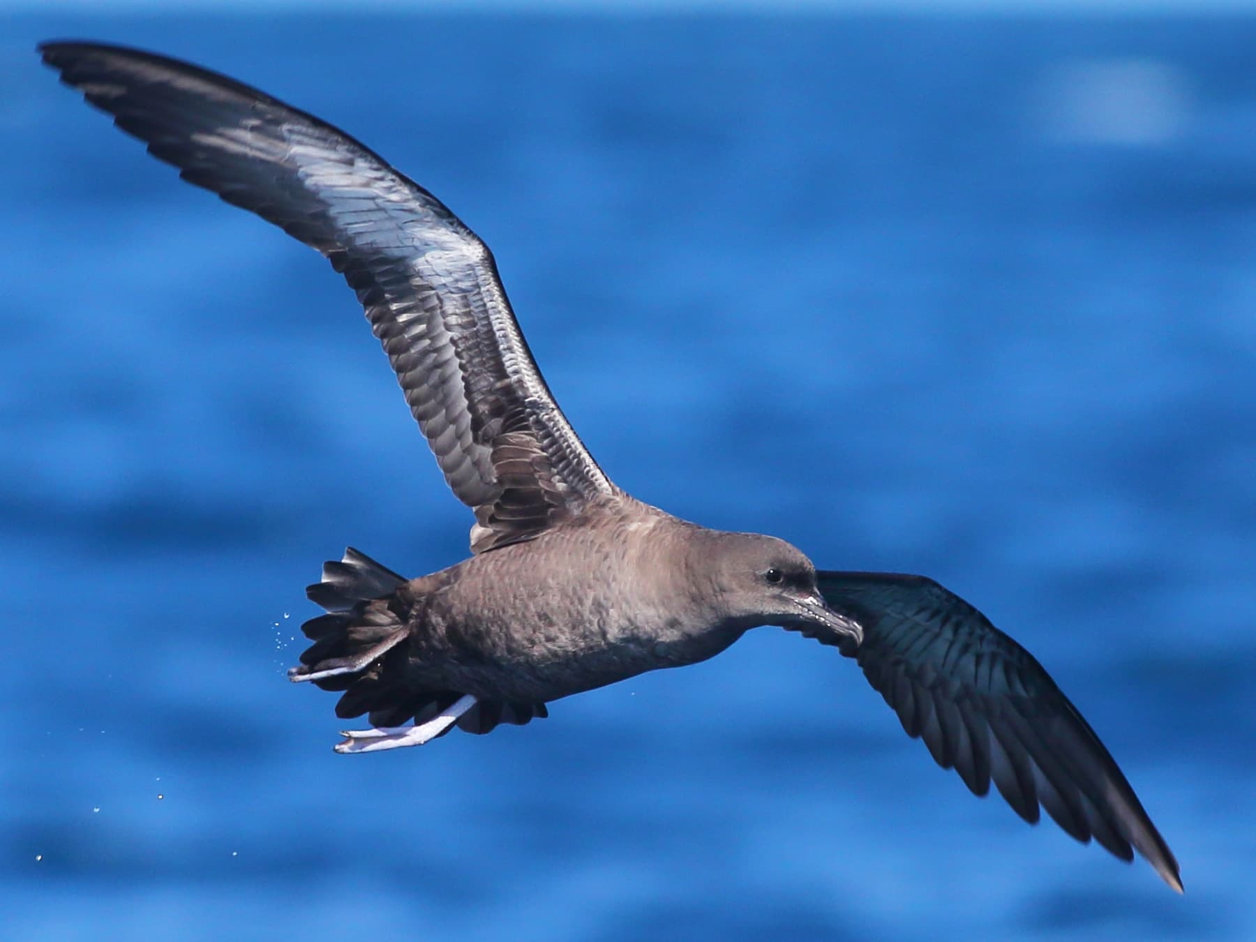 Sooty Shearwater in-flight