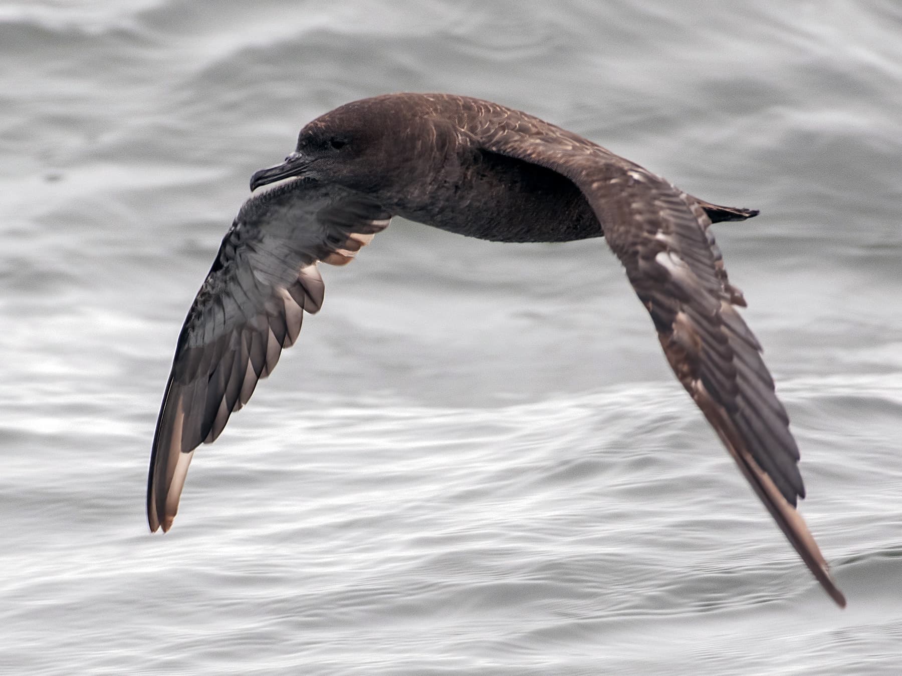 Sooty Shearwater in-flight over the grey sea
