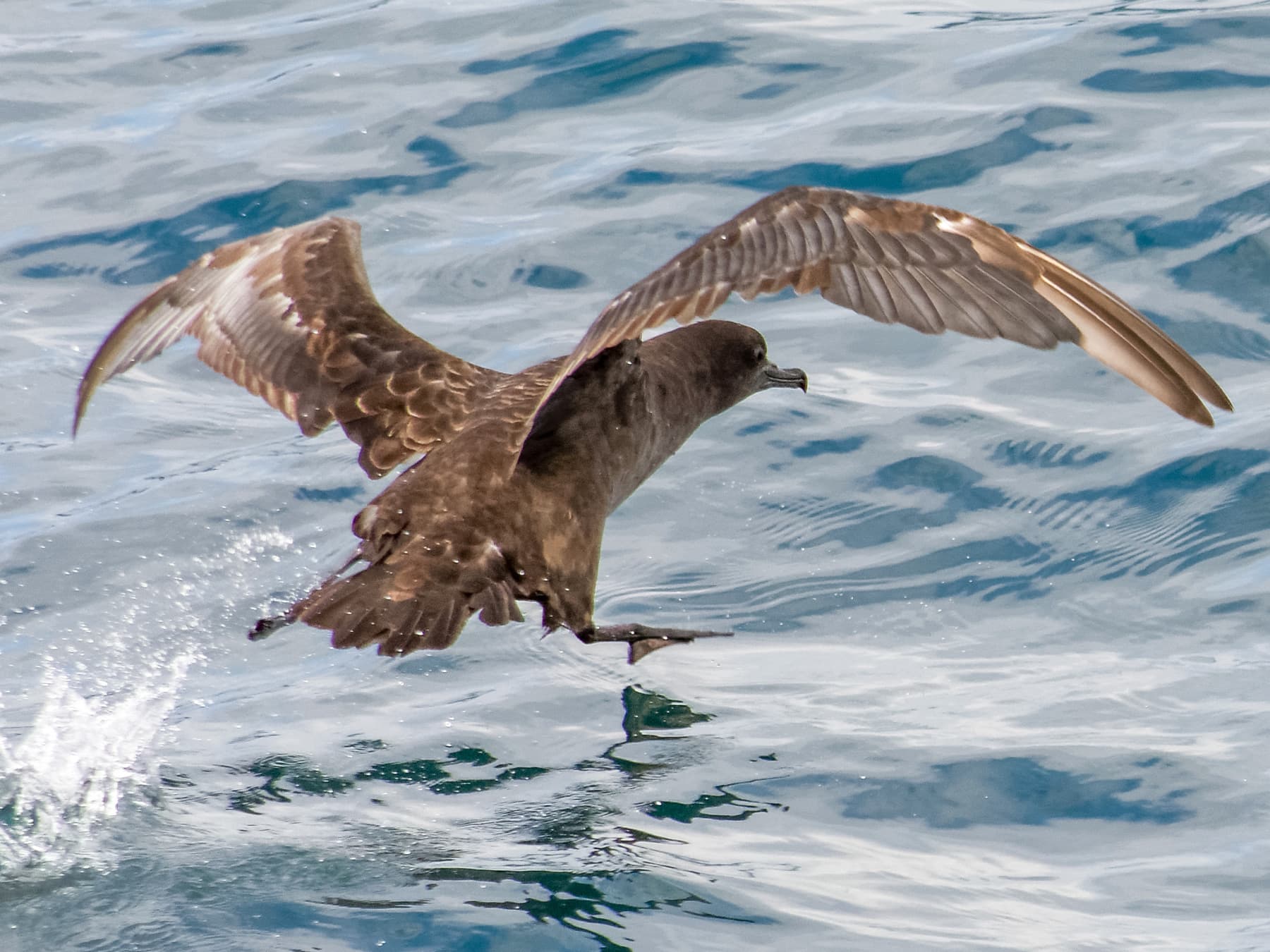 Sooty Shearwater landing in the ocean