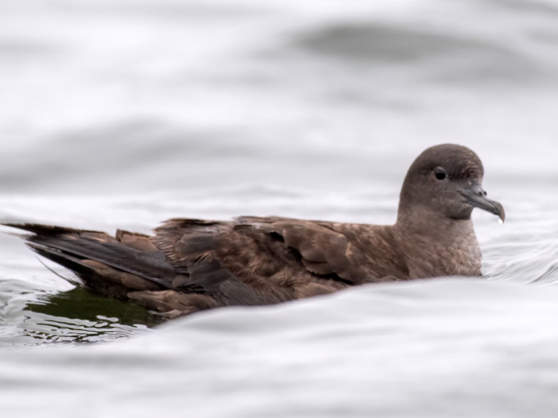 Sooty Shearwater resting on the sea
