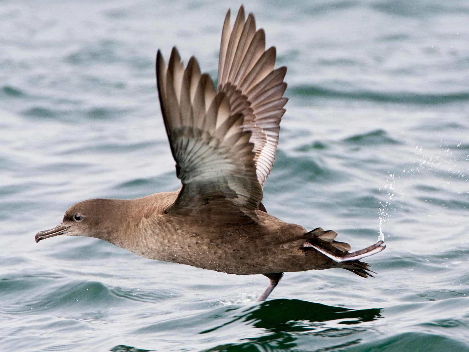 Sooty Shearwater taking-off from the sea