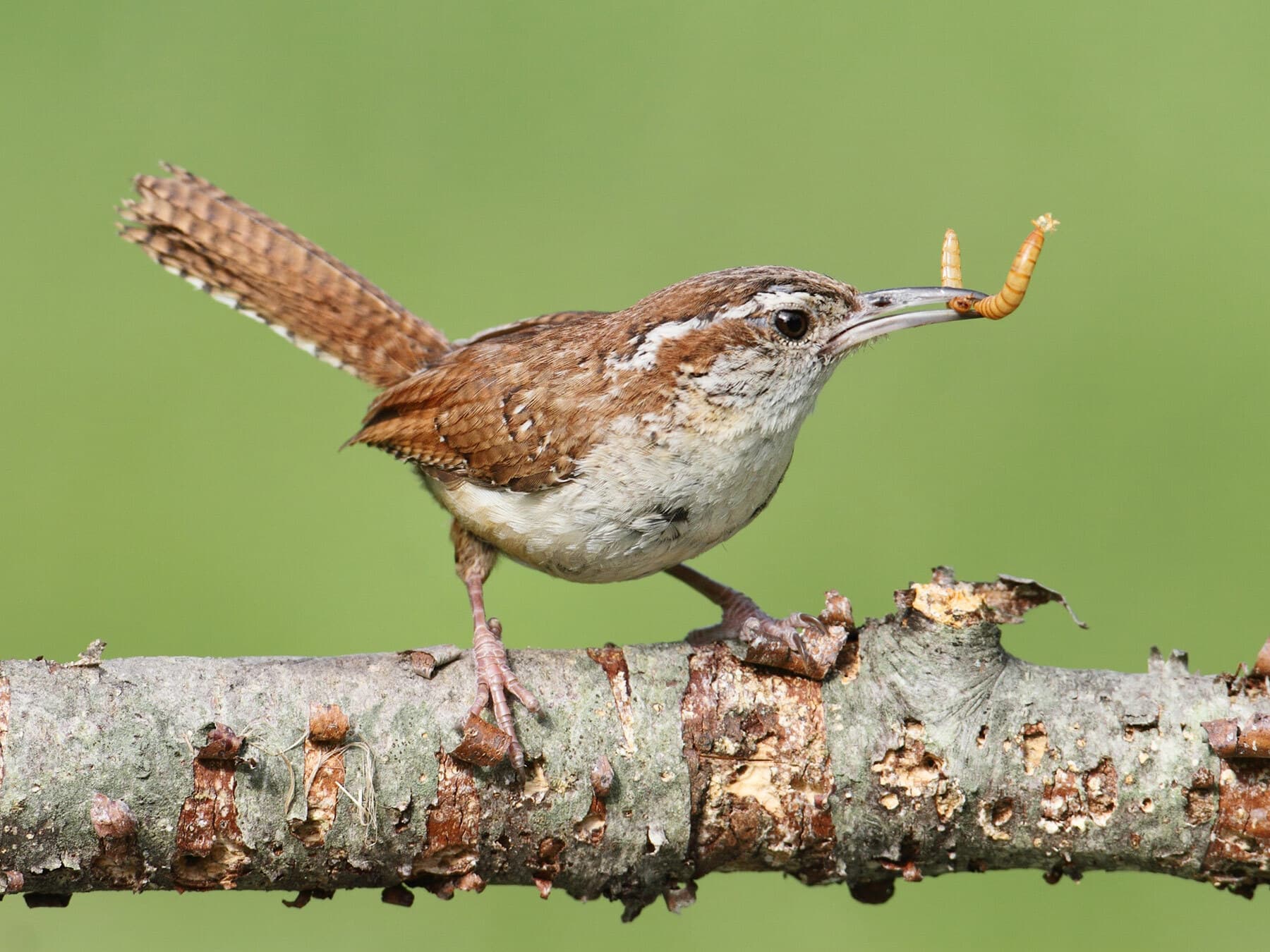 Carolina Wren