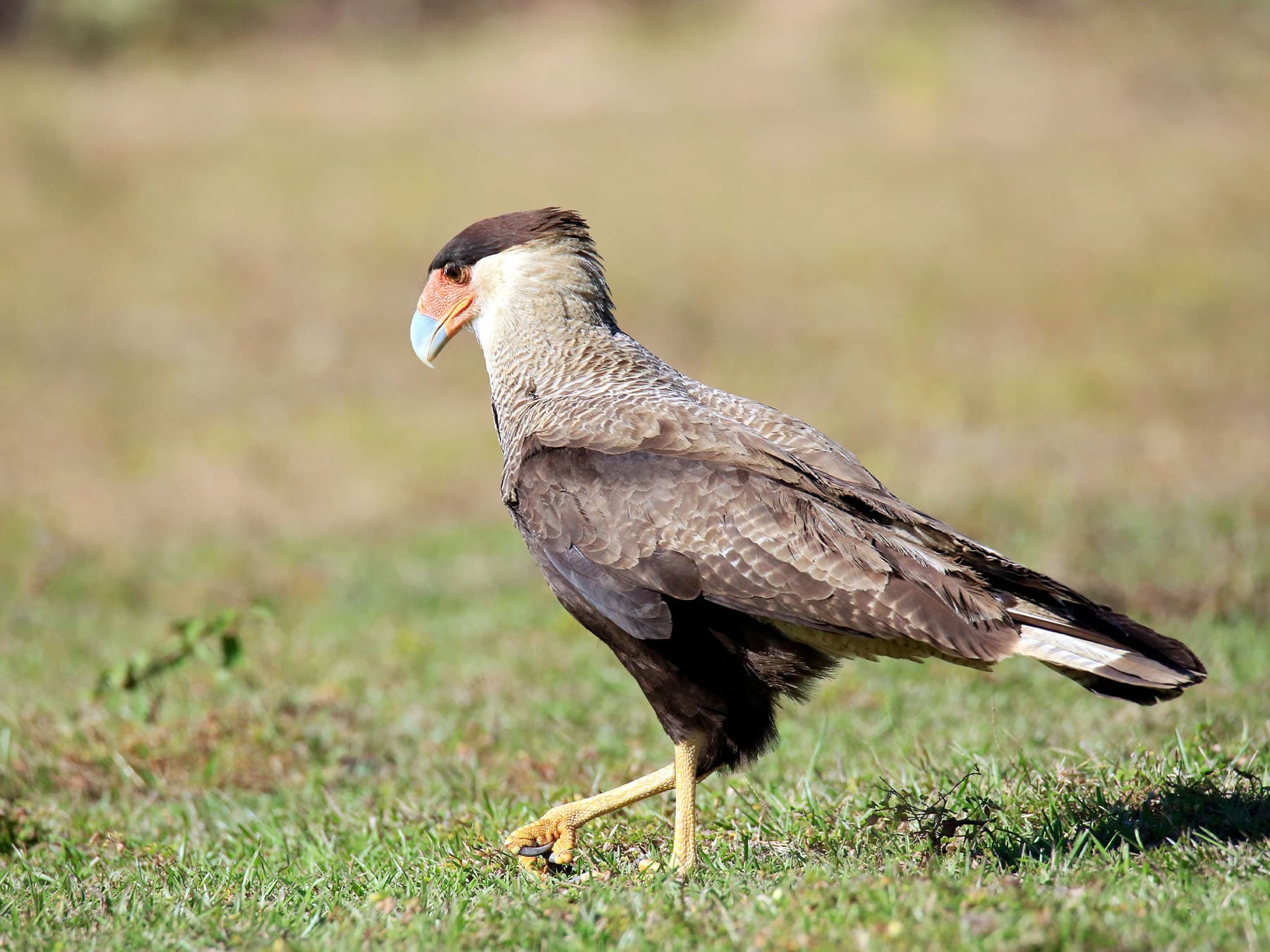 Southern caracara walking in grassland