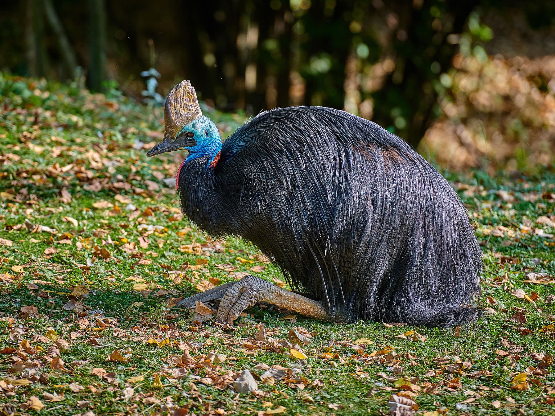 Southern Cassowary in natural habitat