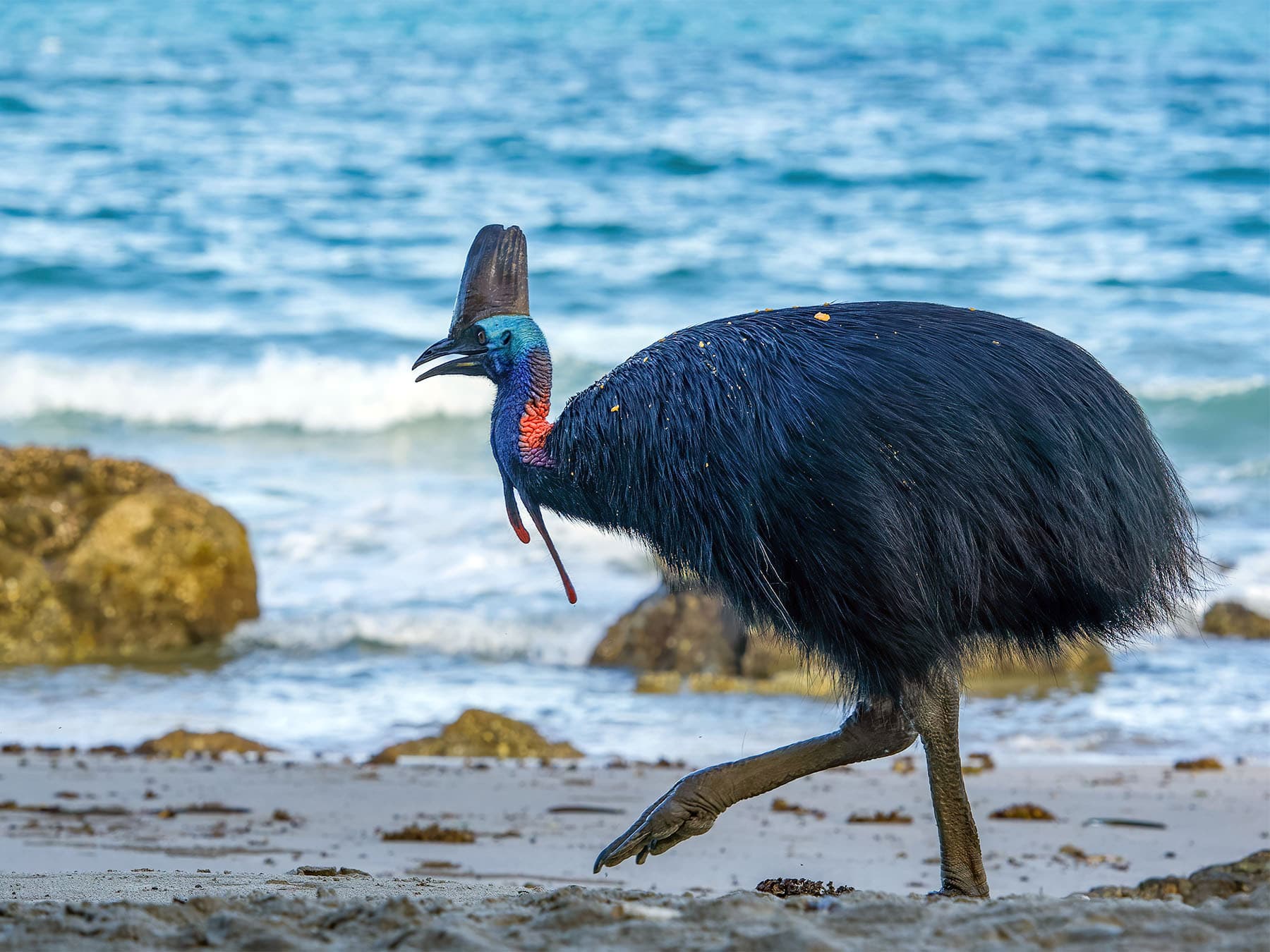 Southern Cassowary walking on beach