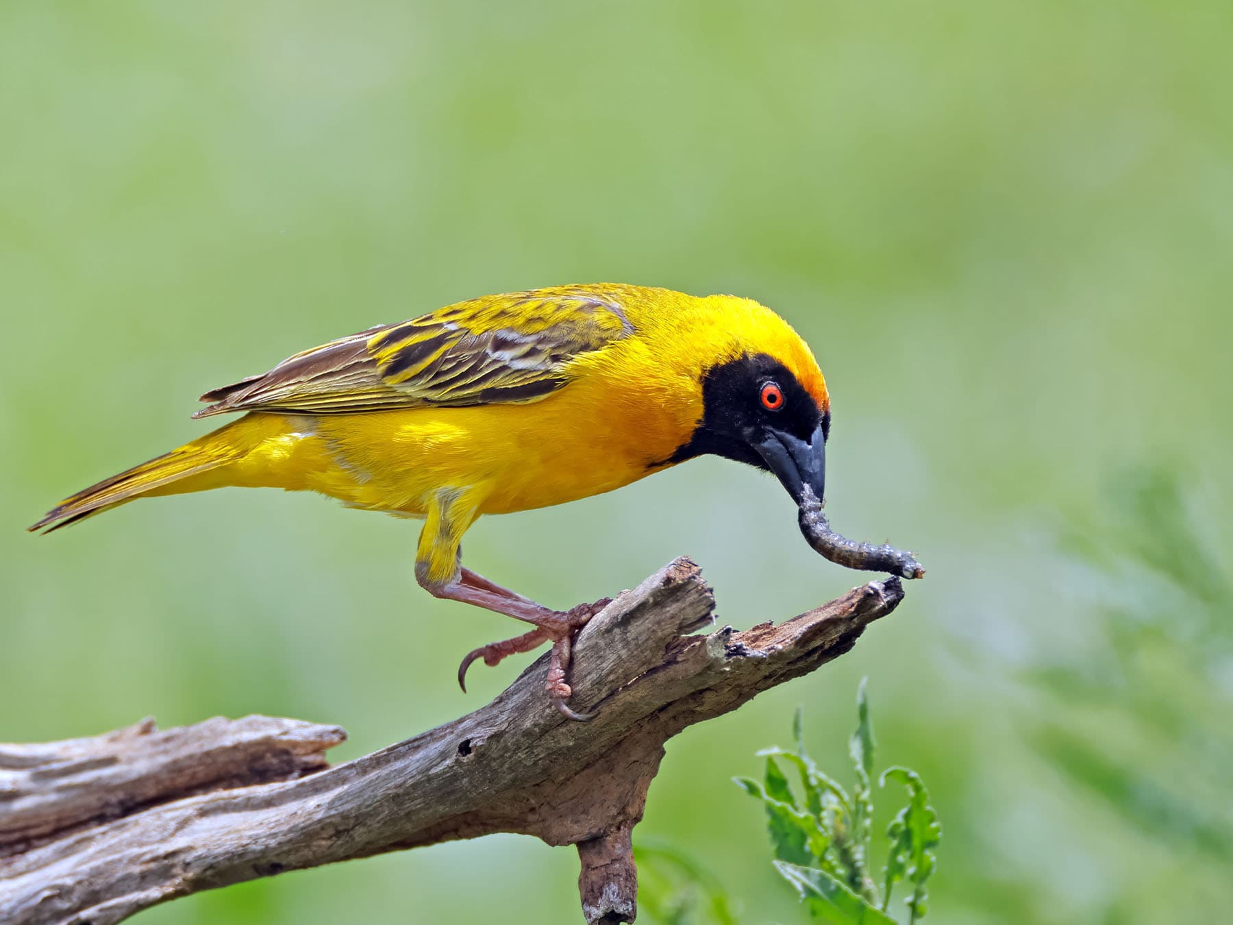 Southern Masked-Weaver feeding on an insect
