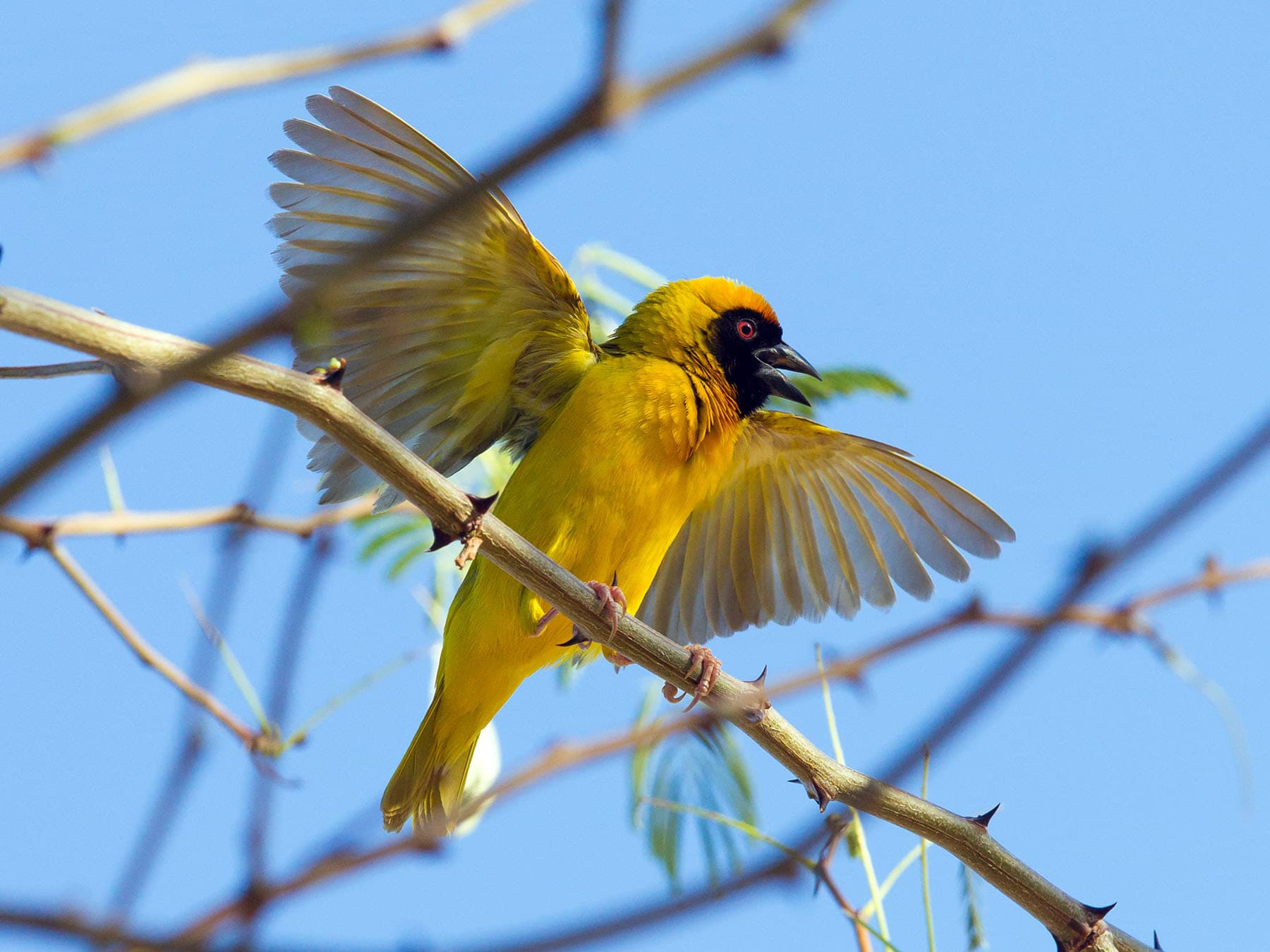 Southern Masked-Weaver chattering in a tree