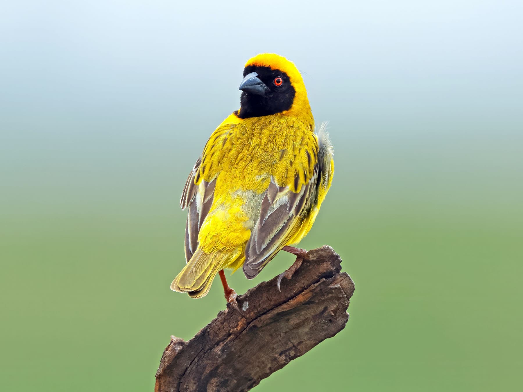 Southern Masked-Weaver perching on a broken branch
