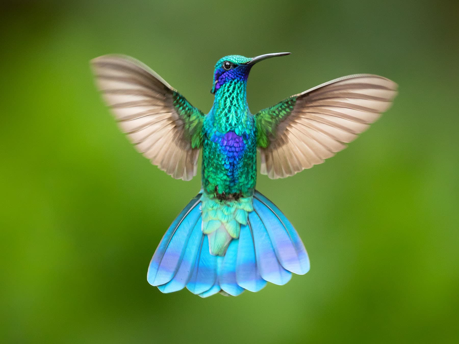 Sparking violetear