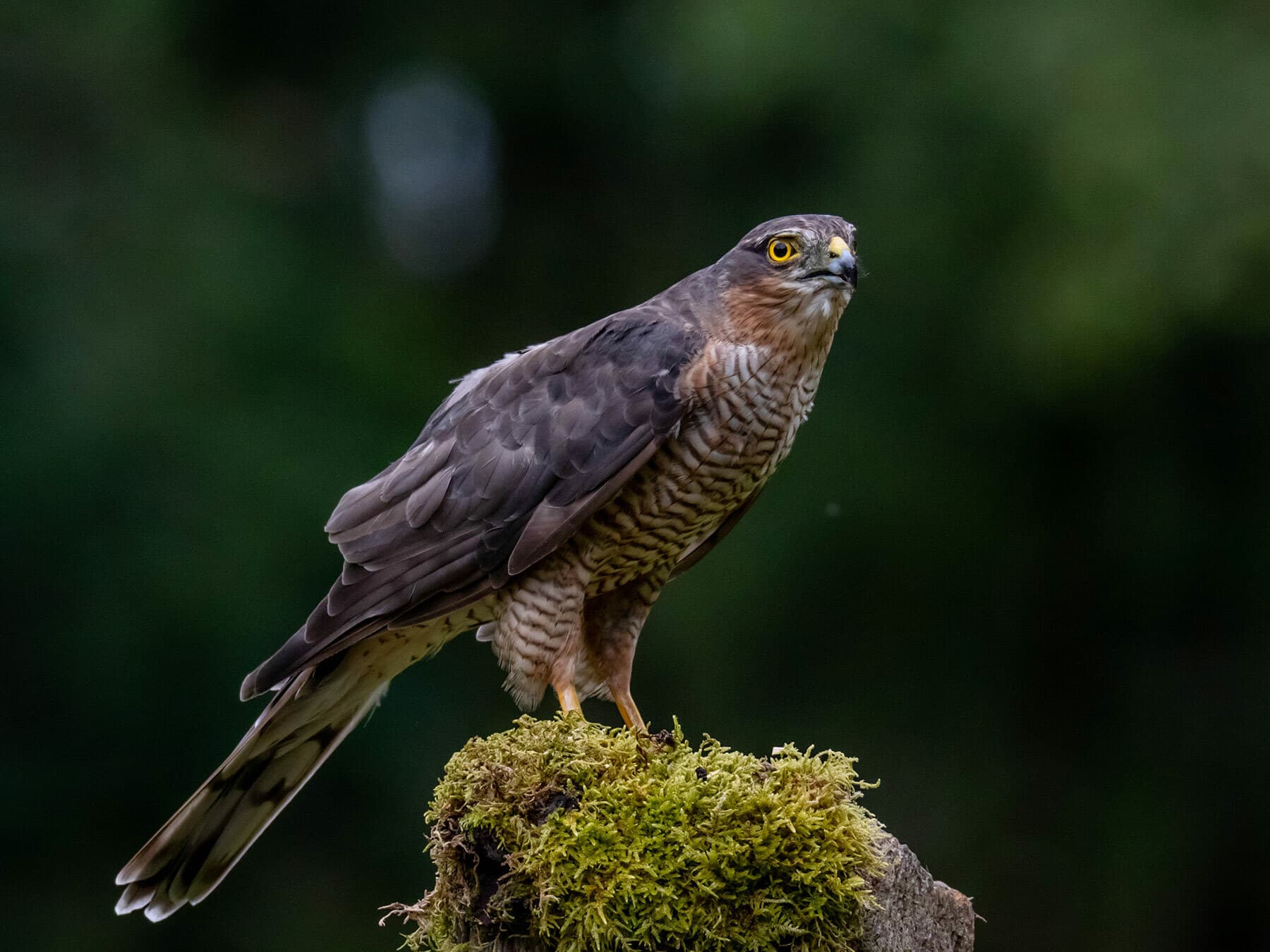 Close up of a perched Sparrowhawk