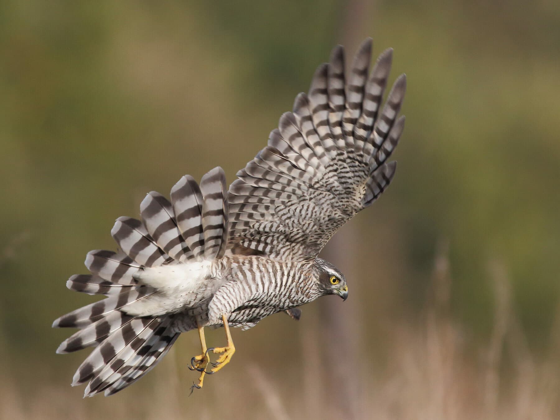 Sparrowhawk taking off with tail fanned