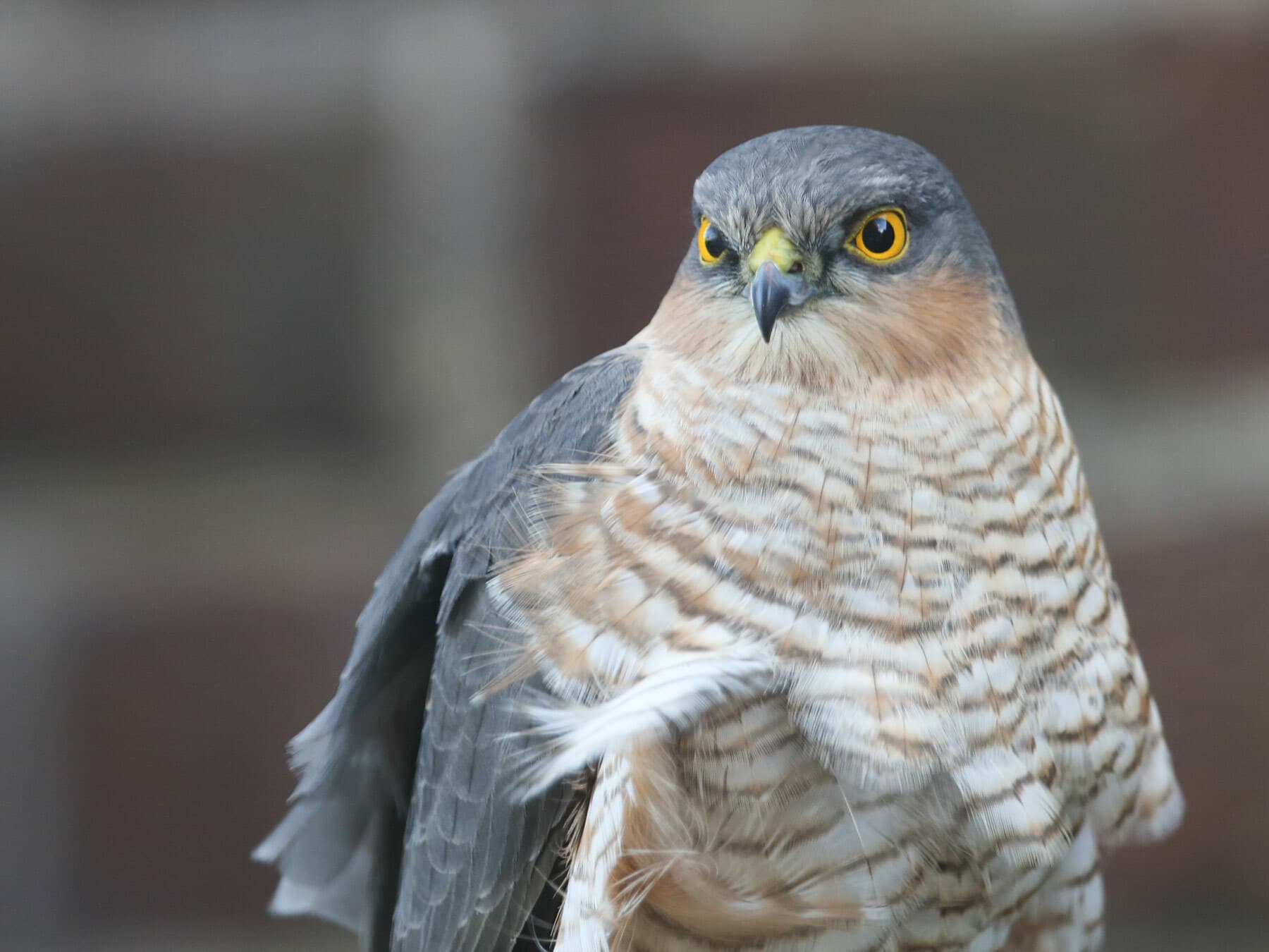 Like most other birds, Sparrowhawks are highly territorial during the breeding season, and can be very aggressive to other birds
