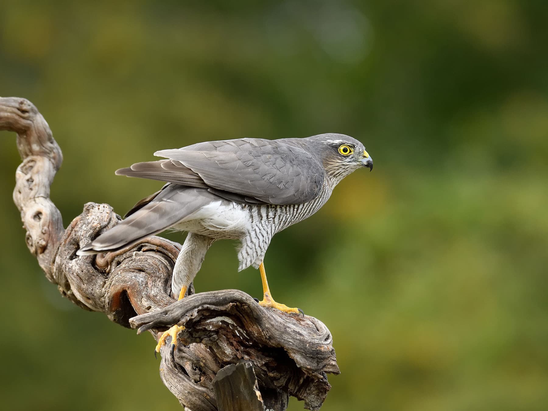 Sparrowhawk distribution