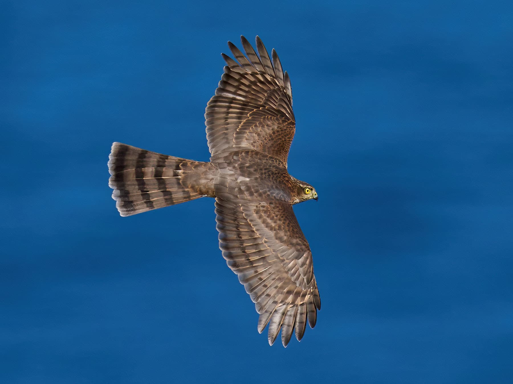 Sparrowhawk flight