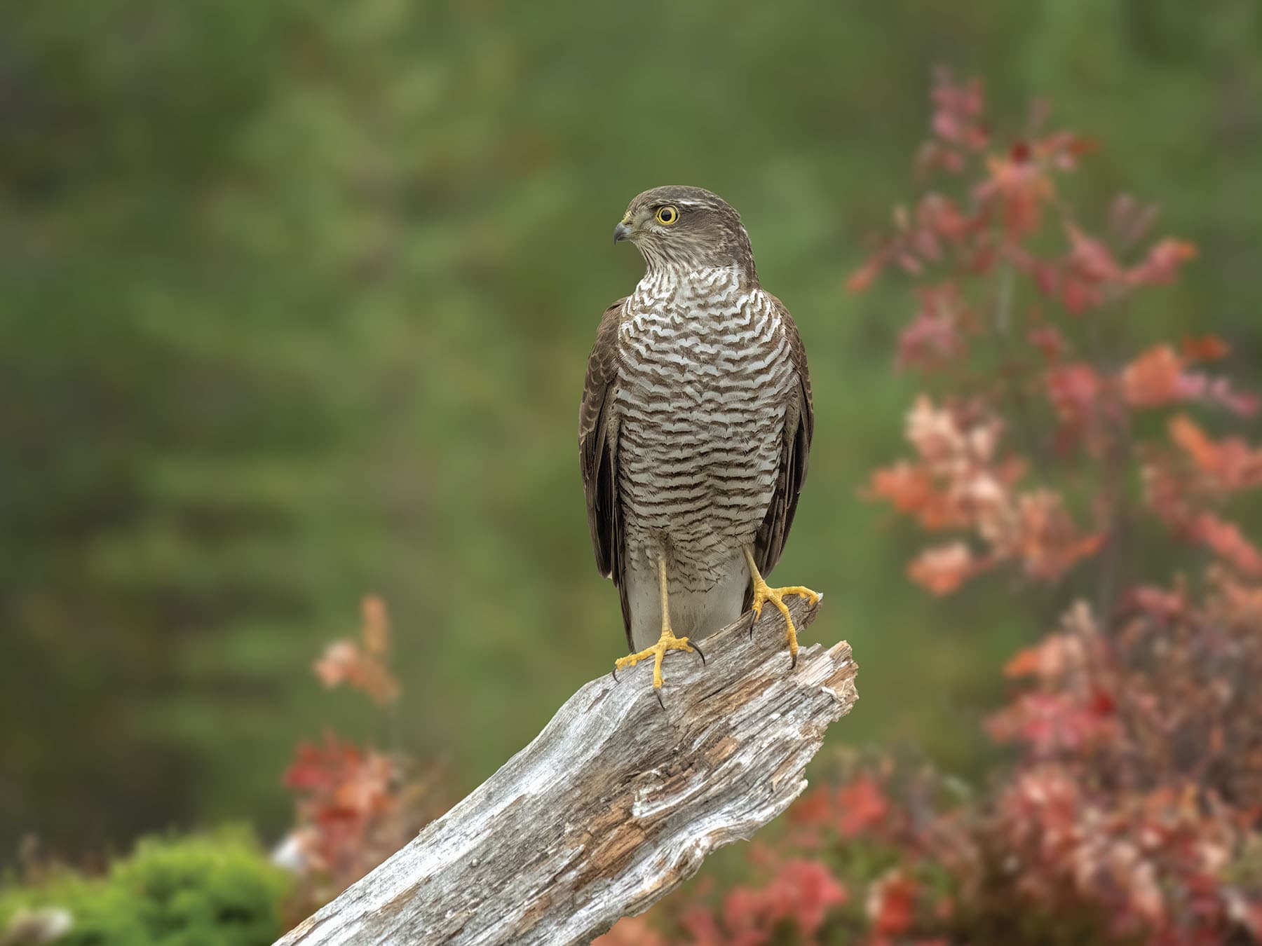 Sparrowhawks are mainly found in woodland