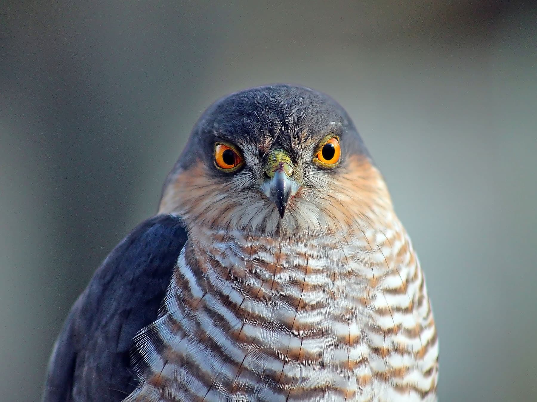 Sparrowhawk portrait