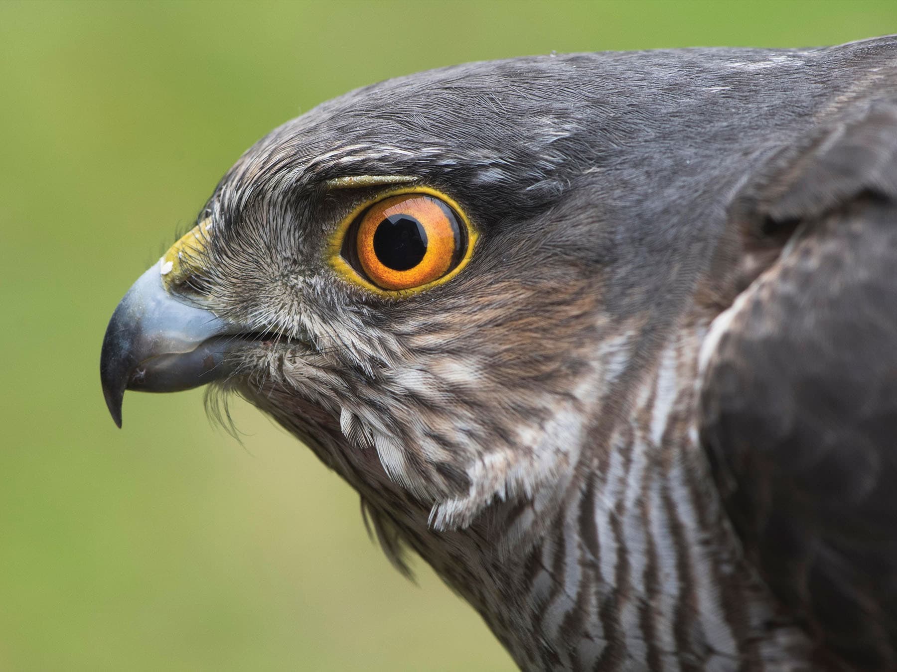 Close up head portrait of a Sparrowhawk