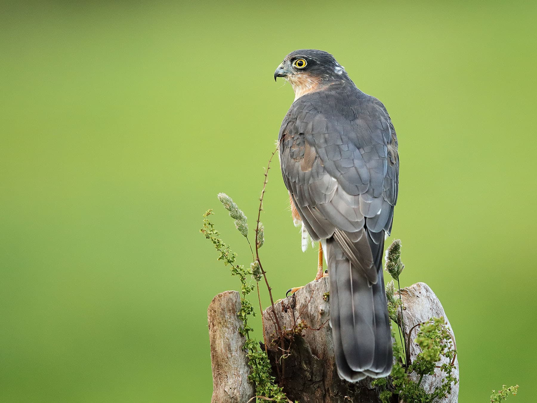 Sparrowhawk weight