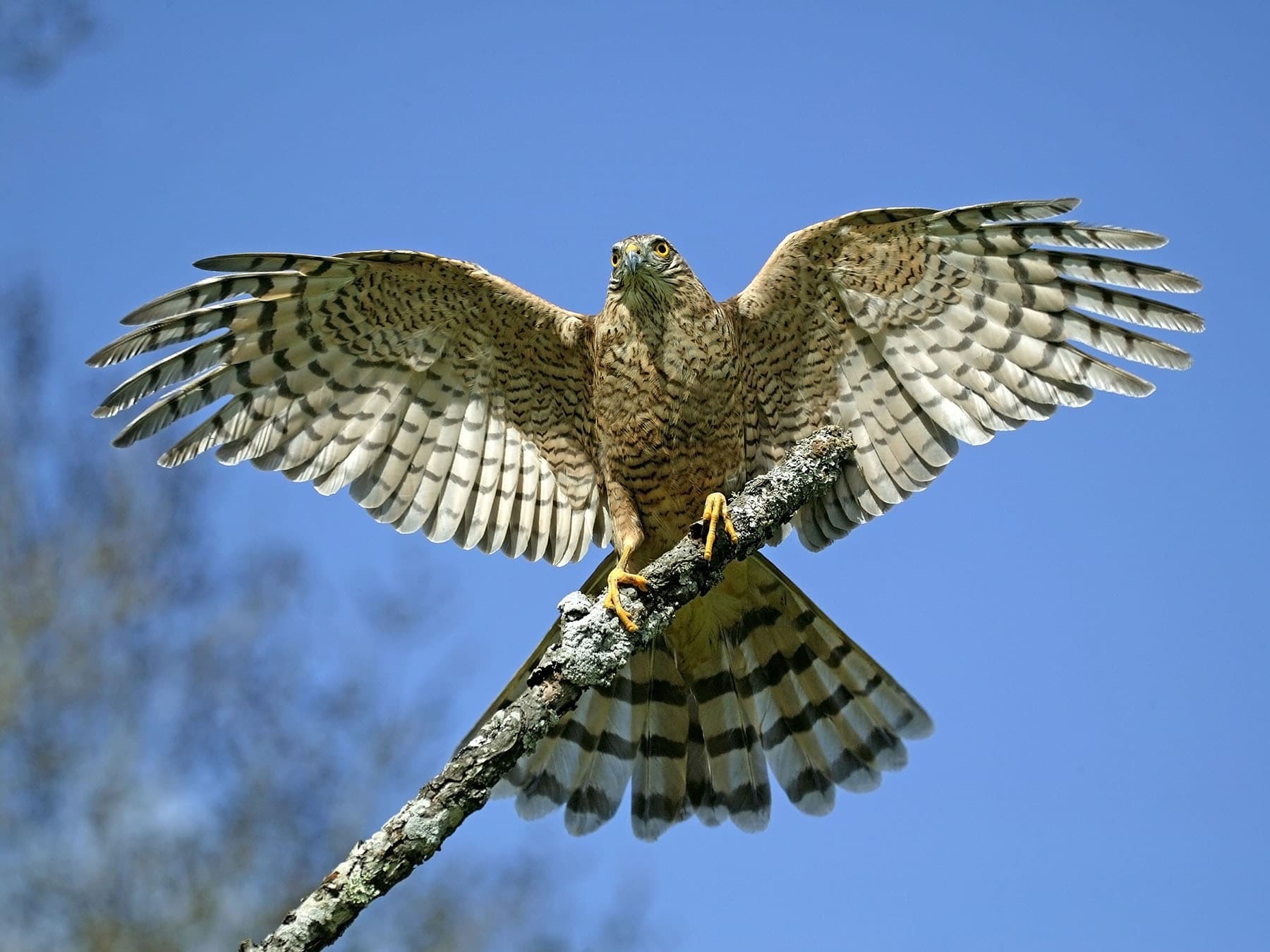 Sparrowhawk wingspan