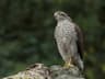 Sparrowhawk