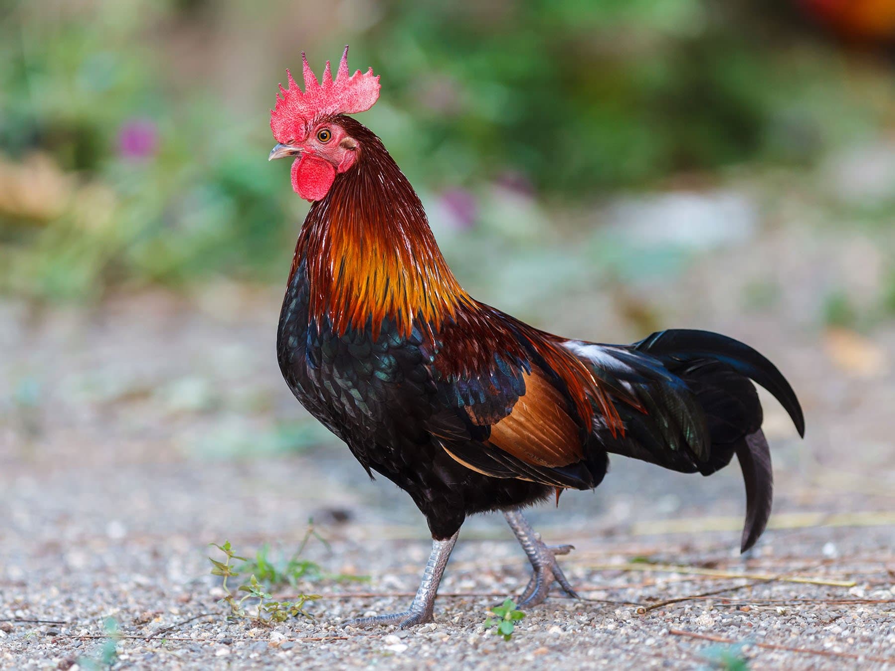 Red Junglefowl