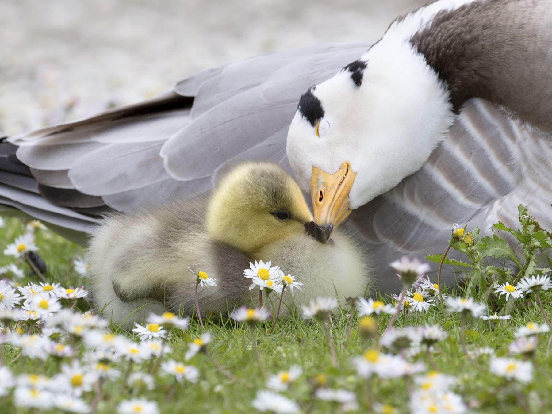 Bar-headed goose with chick