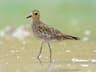 Pacific Golden-Plover