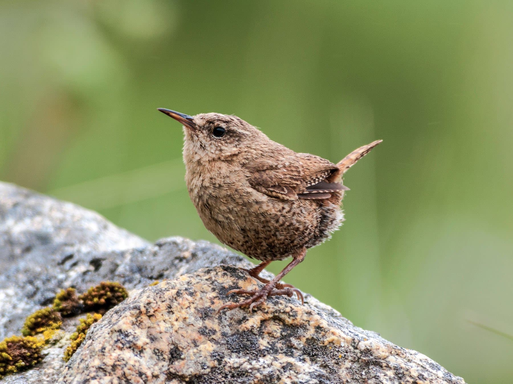 Pacific Wren