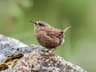 Pacific Wren