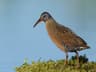 Virginia Rail