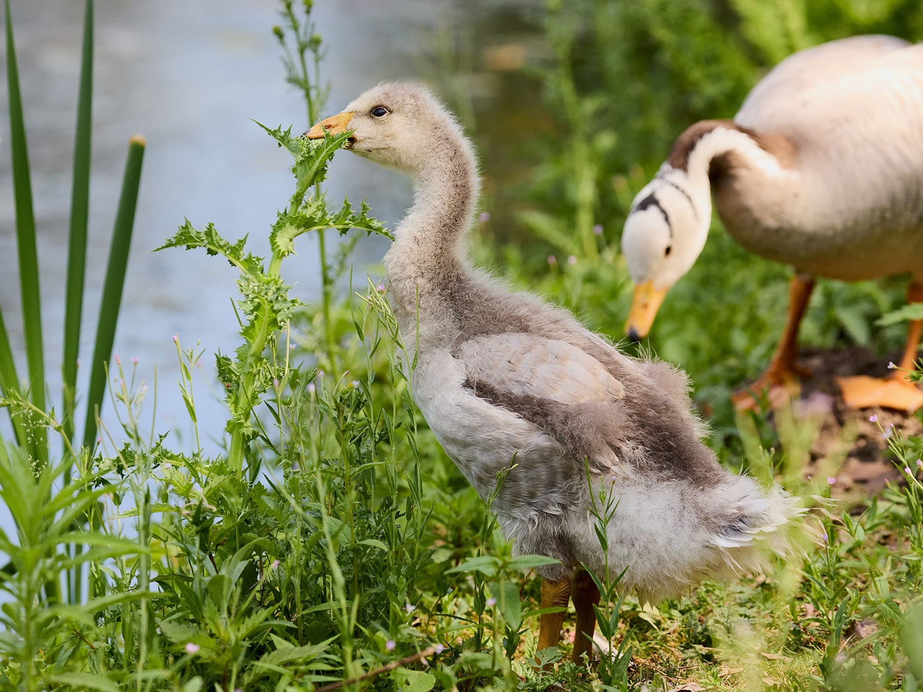 Young Bar-headed Goose