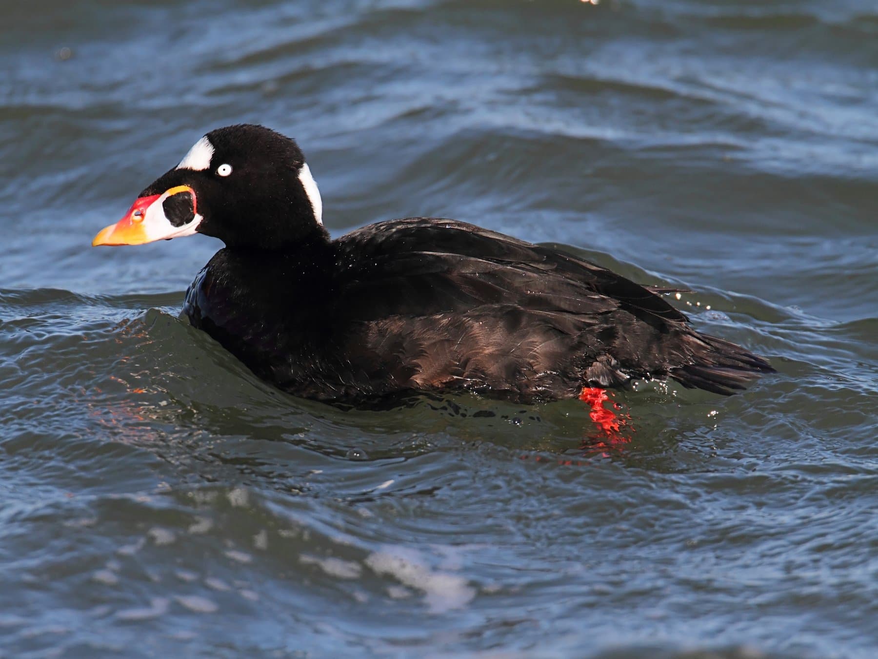 Surf Scoter