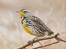 Western Meadowlark