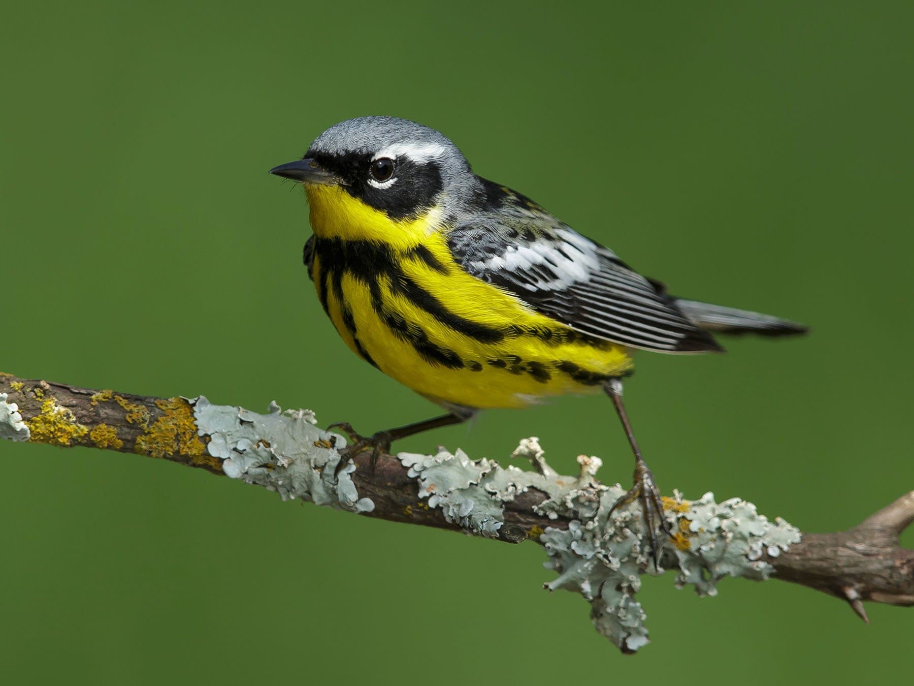 Magnolia Warbler