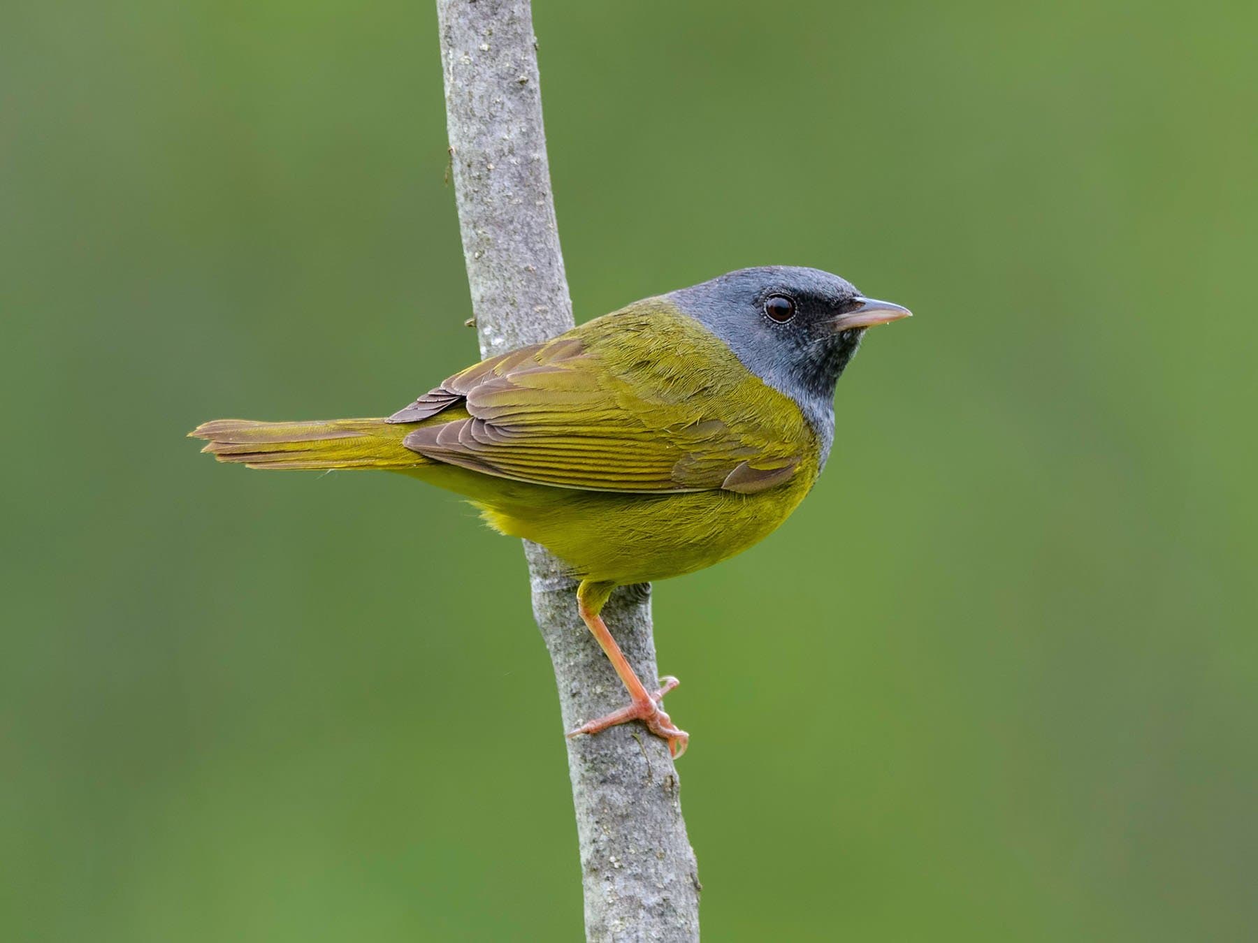 Mourning Warbler
