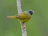 Mourning Warbler