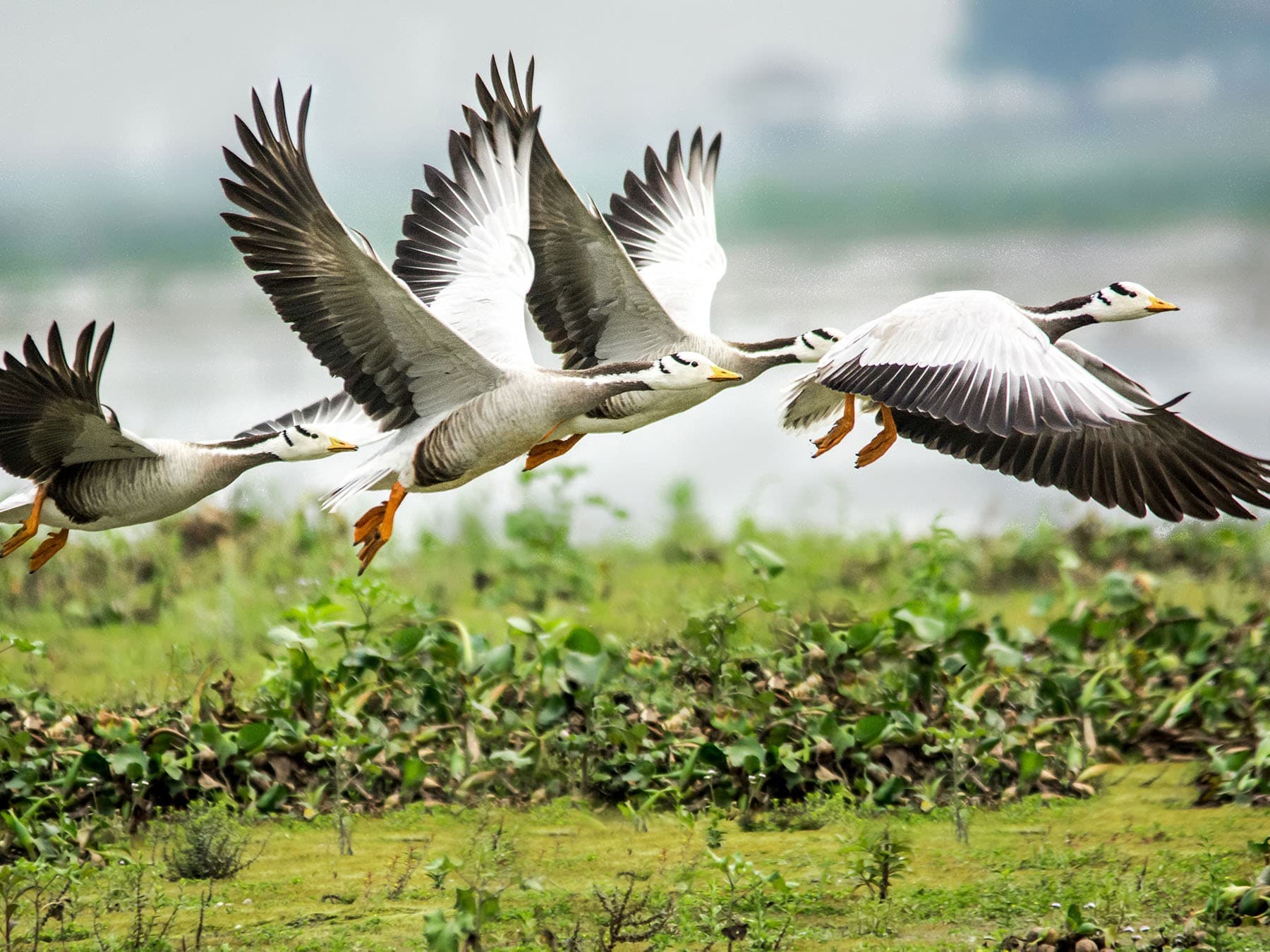 Bar-headed geese in flight